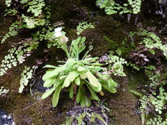 Erigeron stuessyi
