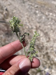 Cryptantha recurvata
