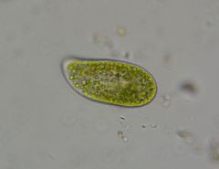 Paramecium bursaria