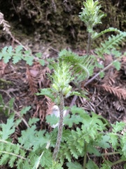 Pedicularis dudleyi