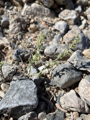 Pectocarya recurvata