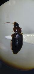 Agonoleptus conjunctus