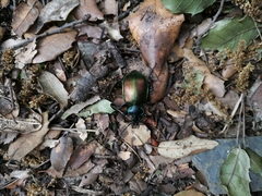 Calosoma sycophanta