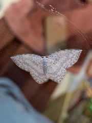 Leucodrepana serratilinea