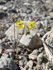 Chylismia munzii