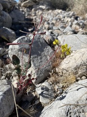 Chylismia munzii