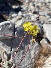 Chylismia munzii