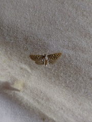 Spilomela pantheralis