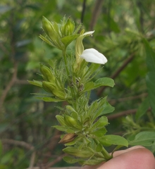 Poikilacanthus glandulosus