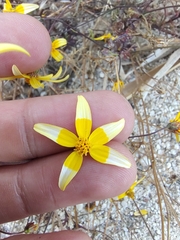 Bidens xanti