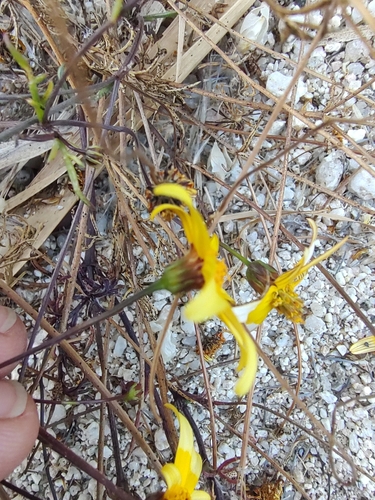 Image of Bidens xanti by (c) Abraham Sánchez Romero, some rights reserved (CC BY)