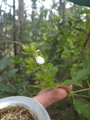 Poikilacanthus glandulosus