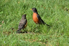 Turdus migratorius