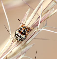 Thyanta custator accerra