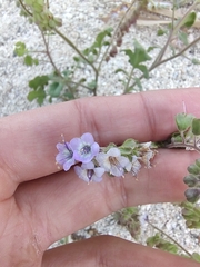 Phacelia scariosa
