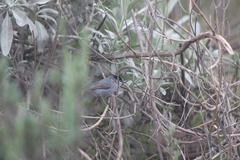 Salvia apiana