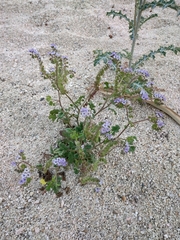 Phacelia scariosa