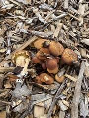 Gymnopilus dilepis