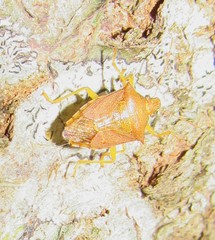 Supputius cincticeps