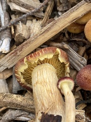 Gymnopilus dilepis