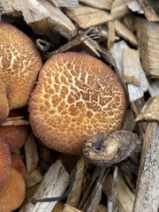 Gymnopilus dilepis