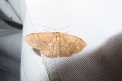 Discoglypha locupletata