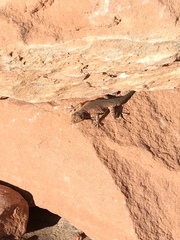 Uta stansburiana uniformis