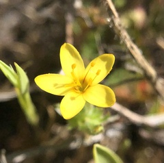 Leptosiphon acicularis