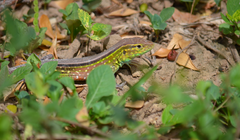 Cnemidophorus lemniscatus