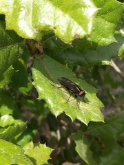 Thereva albovittata