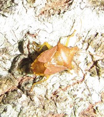 Supputius cincticeps