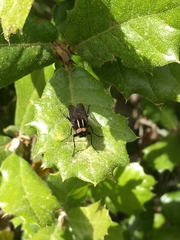 Thereva albovittata