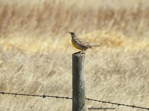 Western Meadowlark