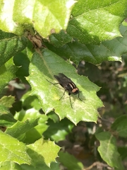 Thereva albovittata