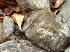 Basiliscus galeritus