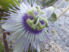 Passiflora arida