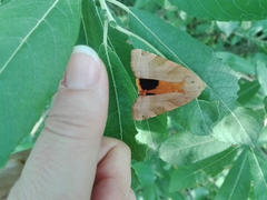 Noctua fimbriata