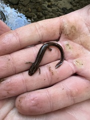 Eurycea guttolineata