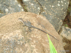 Basiliscus galeritus