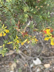 Acmispon glaber glaber