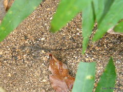 Basiliscus galeritus