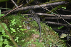 Stenocercus ornatissimus