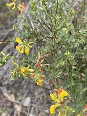 Acmispon glaber glaber