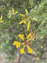 Acmispon glaber glaber