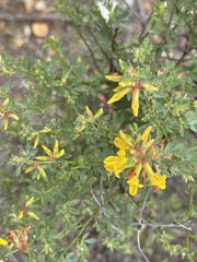 Acmispon glaber glaber