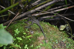 Stenocercus ornatissimus