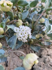 Abronia glabrifolia