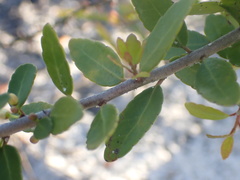 Ilex vomitoria image