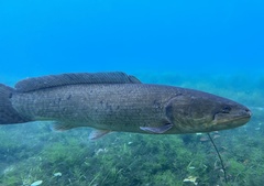 Bowfin photo 2