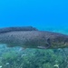 Ruddy Bowfin - Photo (c) Luke Smith, some rights reserved (CC BY-NC), uploaded by Luke Smith